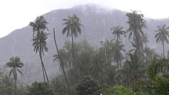 泰国帕岸岛热带风和雨落在棕榈树上