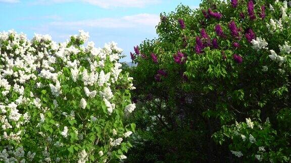 春天盛开的丁香树