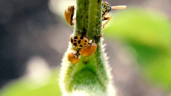 黄蜂把幼虫产在瓢虫身上
