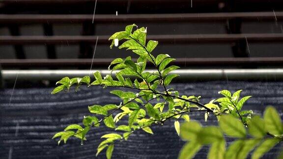 雨落绿叶水滴