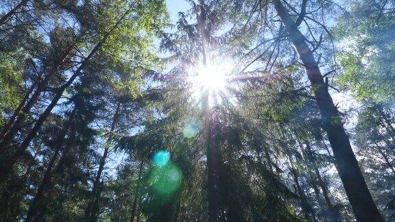 风景优美的森林阳光透过树叶