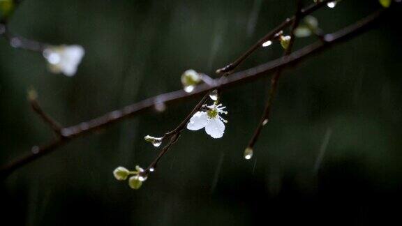 小雨