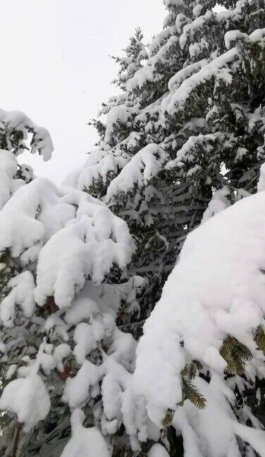 冬天的风景山上的松树被厚厚的白雪覆盖的特写镜头下雪观点环顾四周