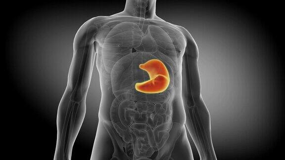 人类的胃医学上精确的胃动画