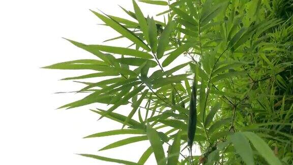 抽象繁茂的叶子在白色的背景竹子