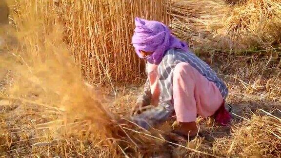 妇女们用镰刀收割小麦