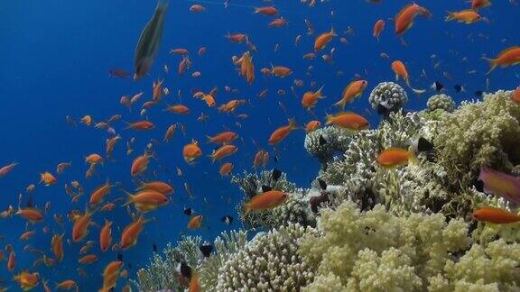 鱼群在红海水下放松