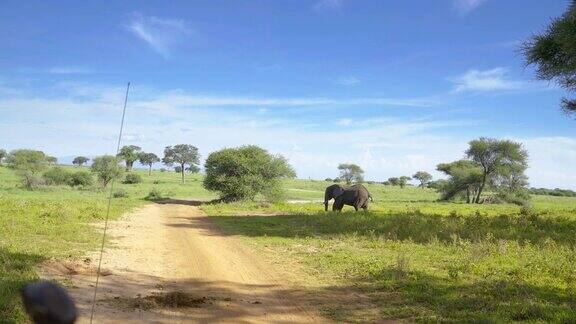 非洲象在自然栖息地用鼻子喷水的4K镜头