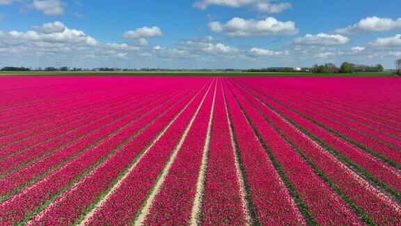 荷兰春天无人机拍摄的郁金香