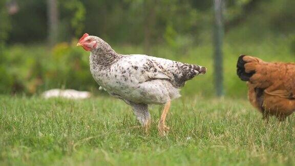 家鸡在绿草如茵的乡村生态农场上觅食