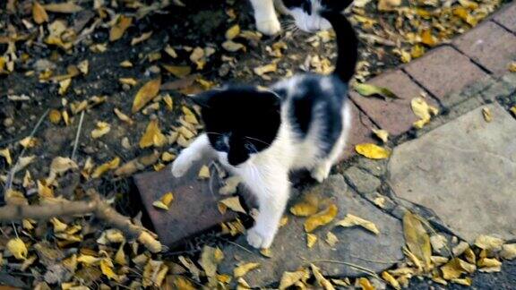 慢镜头中顽皮的黑白小猫咪正在公园里玩树枝