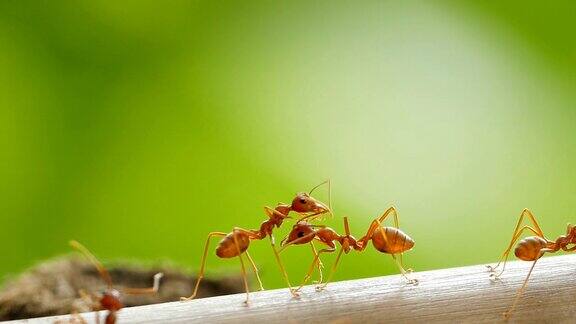 竹上的红蚂蚁
