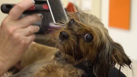 约克郡犬的头发是在美容院用刷子和吹风机梳理的