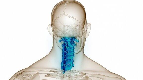 脊髓、脊柱、颈椎人体骨骼系统解剖动画概念