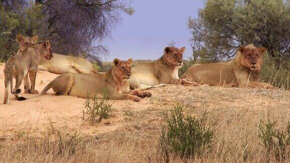 喀拉哈里沙漠的狮子