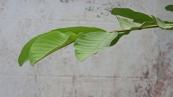 树叶随着季节的变化而变色