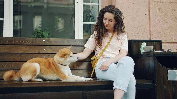 女学生抚摸美丽的柴犬坐在长凳上的城市咖啡馆