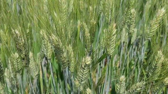 有机绿色小麦被风吹动的视频
