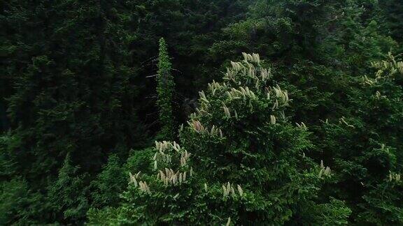 鸟瞰森林与盛开的冷杉