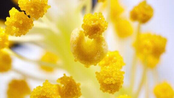 芙蓉花的花粉随着时间流逝而出现
