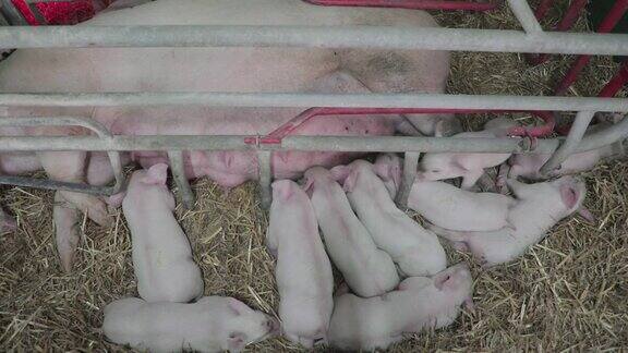 在农场哺乳小猪