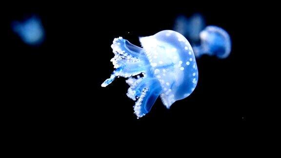 水母在水下发光