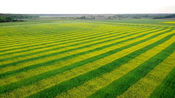 空中向前的乡村田野种植着黄油菜和绿小麦