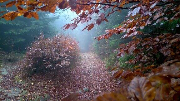 迷雾中的神秘森林