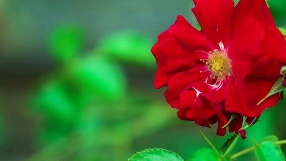 美丽的红玫瑰特写在风中缓慢移动