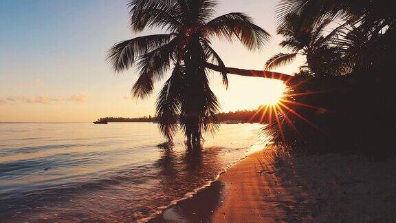 海上日出在异国情调的岛屿海滩和椰子树夏天的假期
