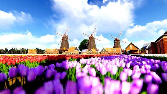 传统荷兰风车与充满活力的郁金香在前景的蓝天