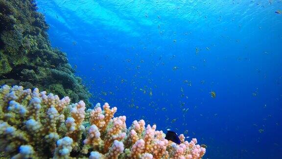 海洋珊瑚园蓝橙鱼