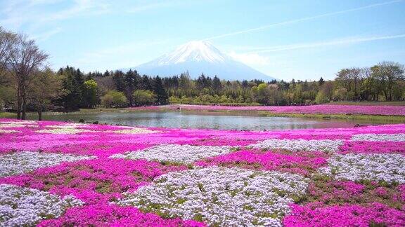芝樱节上的富士山和五颜六色的粉色苔藓前景