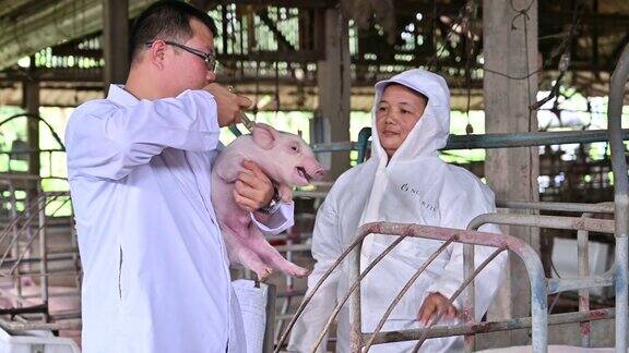 亚洲兽医正在对猪圈内的猪进行健康和注射检查养猪场