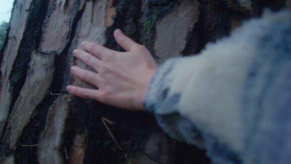 女人的手抚摸着巨大松树的树皮