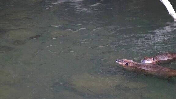 两只海狸一起在黄石公园的拉马尔河里游泳