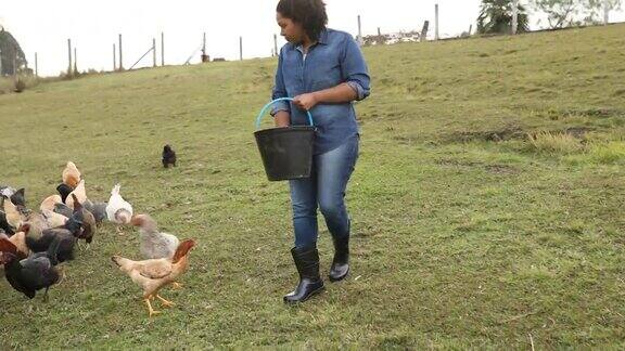 农民在草地上给鸡喂食物