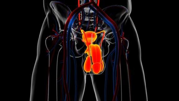 医学概念3D的男性生殖系统解剖学