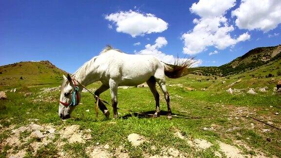 在山谷里吃草的白马