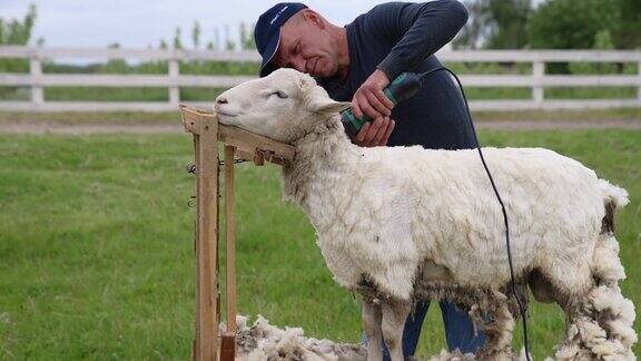 农场剪羊毛农夫在户外剪羊毛绵羊平静地站在那里生产羊毛的农业程序