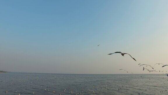 海鸥飞过日落