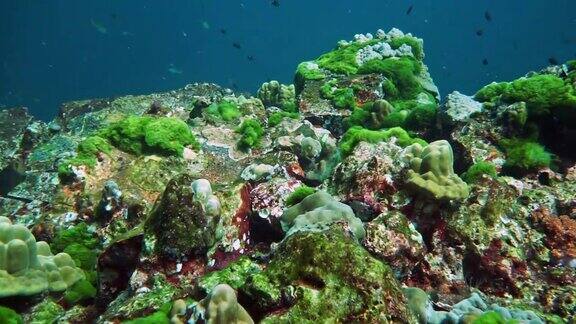 泰国欣芒的珊瑚礁上生长着水下绿藻