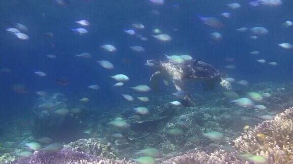 绿海龟在海里游动