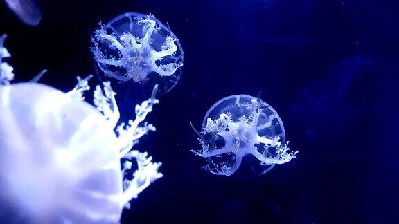 一组荧光水母在水族池中游泳