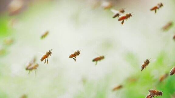 蜜蜂群的慢动作蜜蜂飞舞