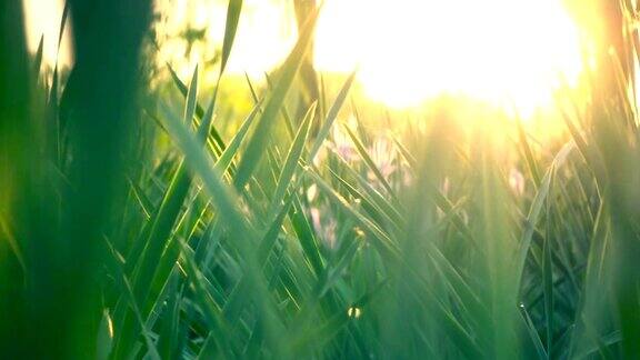 草与日落