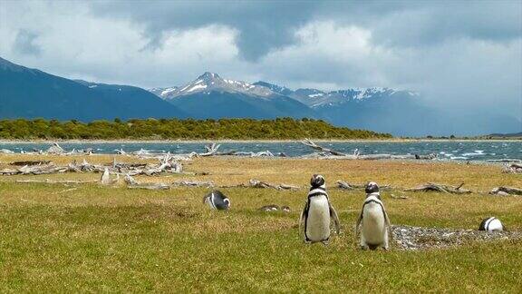 麦哲伦企鹅在南美洲的自然栖息地