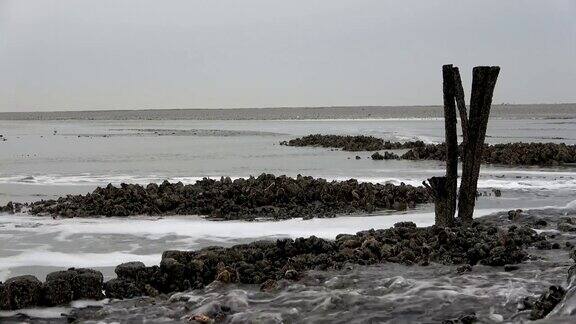 贝壳银行与太平洋牡蛎在国家公园瓦登海Magallanagigas退潮贻贝床北海