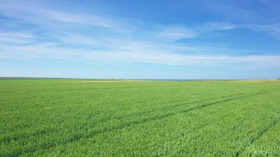 夏天阳光明媚的日子里法国诺曼底通往多维尔的法国乡间的一片大麦田