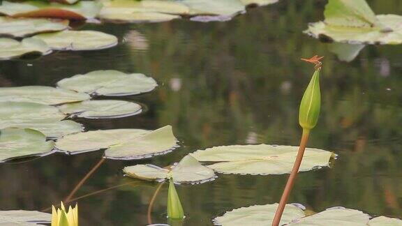 蜻蜓停留在池塘里未开花的莲苞上